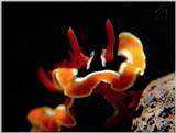 Re: Sea Animals - video captures - gbr nudi02.jpg