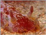 Re: Sea Animals - video captures - gbr nudi03.jpg