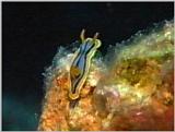Re: Sea Animals - video captures - gbr nudi11d1.jpg
