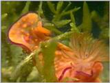 Re: Sea Animals - video captures - gbr nudi23.jpg