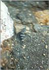 Animals from La Palma - goby1.jpg