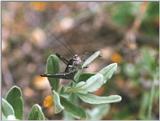 Animals from Portugal - grasshopper2.jpg