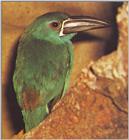 Re: toucan - groene arasari.jpg - Green Aracari, Pteroglossus viridis