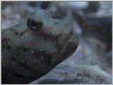 Re: S. Goby or Mudskipper pictures - Goby 3