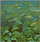 Re: Looking for Caribbean Tropical Fish the more colorful the better - grunts and jacks.jpg
