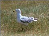 Herring Gull - herring gull2.jpg