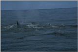 Re: Need humpback whale pics - humpback whales.jpg