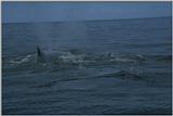 Re: Need humpback whale pics - humpback whales.jpg