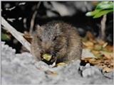 Rare Rodents (vidcap) - hutia1.jpg