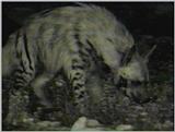Re: Request: Hyenas - hyena5.jpg - Striped Hyena (Hyaena hyaena)