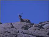 Re: REQ: Pictures of a Capricorn - Alpine ibex (Capra ibex) - steenbok1.jpg