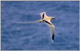 Re: Golden Bosun Bird - img308b.jpg