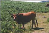 Re: looking for pics of cows - koe1.jpg