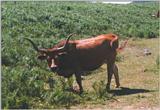 Re: looking for pics of cows - koe2.jpg