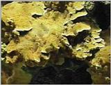 Re: Sea Animals - video captures