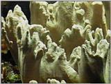 Re: Sea Animals - video captures