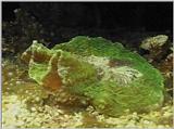Re: Sea Animals - video captures