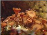 Re: Sea Animals - video captures