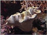 Re: Sea Animals - video captures