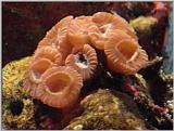 Re: Sea Animals - video captures