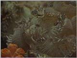 Re: Sea Animals - video captures
