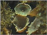 Re: Sea Animals - video captures