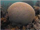 Re: Sea Animals - video captures