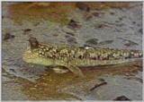 Re: S. Goby or Mudskipper pictures - Mudskipper 3