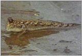 Re: S. Goby or Mudskipper pictures - Mudskipper 3