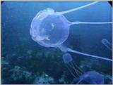 Re: Sea Animals - video captures