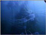 Re: Sea Animals - video captures
