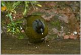 Birds from Europe and the rest of the world - Largefooted Finch (Pezopetes capitalis)