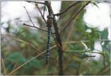 Insects from Holland