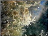 Re: Sea Animals - video captures - nudi10.jpg