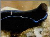 Re: Sea Animals - video captures - nudi13.jpg