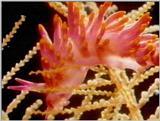 Re: Sea Animals - video captures - nudi14.jpg