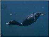 Underwater photographs - New Zealand Scaup