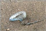 Re: Sea Animals -- Atlantic Portuguese man o' war (Physalia physalis)