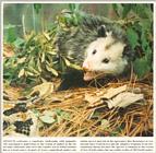 Request for Opossum - Virginia opossum with rattlesnake