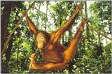 WWF Postcard - orang utan.jpg