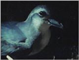 Re: Request: petrels - prion1.jpg