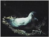 Re: Request: petrels - prion2.jpg