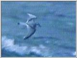 Re: Request: petrels - prion3.jpg