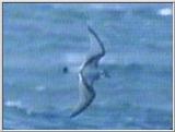 Re: Request: petrels - prion4.jpg