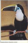 Re: toucan - roodsnaveltoekan.jpg - White-throated Toucan (Ramphastos tucanus)