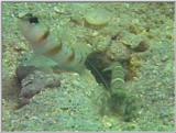 Re: S. Goby or Mudskipper pictures - Goby 2