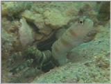 Re: S. Goby or Mudskipper pictures - Goby 2