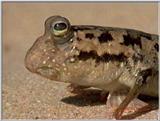 Re: S. Goby or Mudskipper pictures - Mudskipper 1