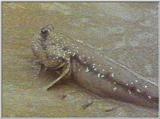 Re: S. Goby or Mudskipper pictures - Mudskipper 2