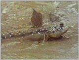 Re: S. Goby or Mudskipper pictures - Mudskipper 2